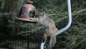 PICTURES/Squirrels/t_Rock Squirrel in Feeder2.JPG